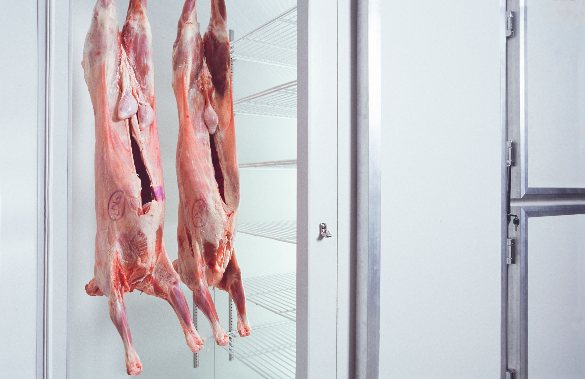 Fresh and halal-stamped lamb carcasses in cold storage.